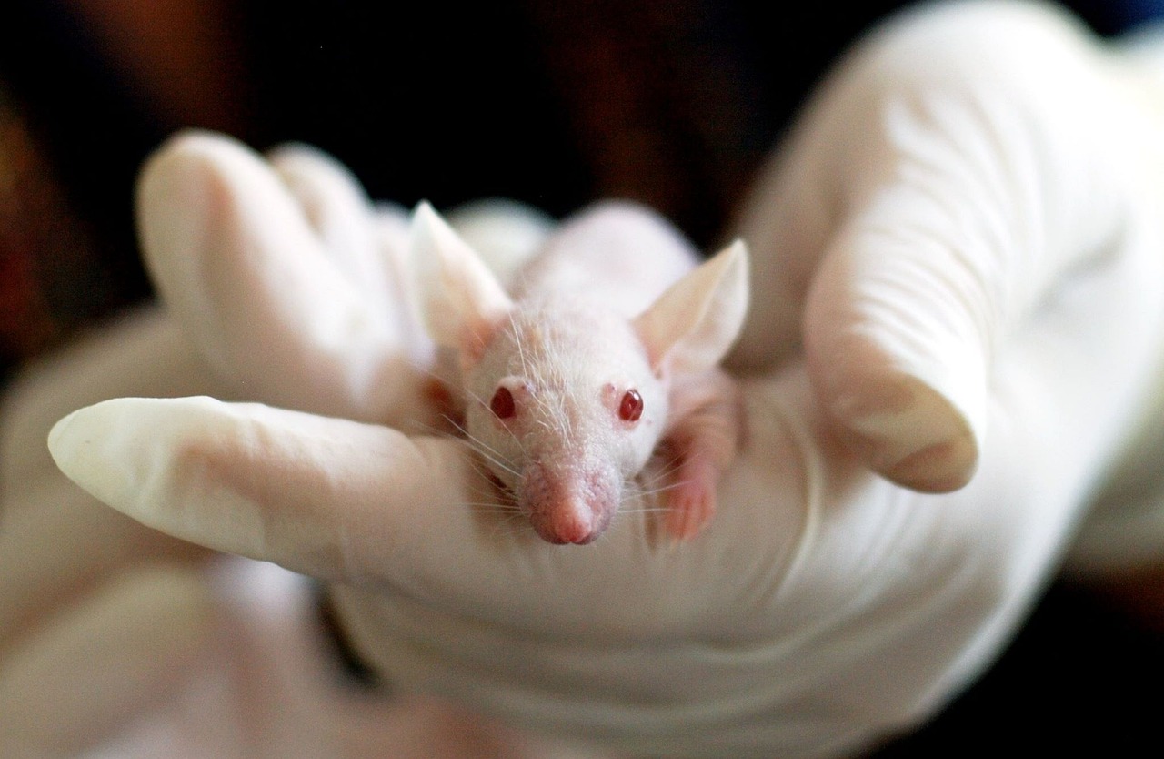 Neuralink : des tests sur animaux dénoncés pour des souffrances inquiétantes, la technologie au cœur d’une vive controverse