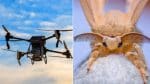 Ce drone bio-hybride, aussi précis qu&rsquo;un papillon de nuit, détecte les odeurs à 5 mètres et promet de sauver des vies