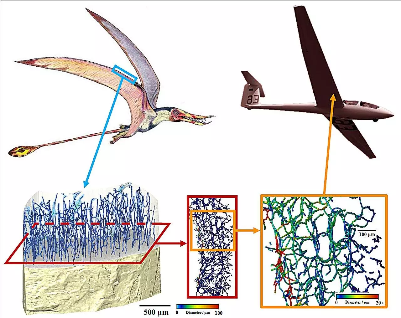 Les structures internes cachées dans les os d'un parent des dinosaures volants pourraient révolutionner la conception d'avions à la fois robustes et légers