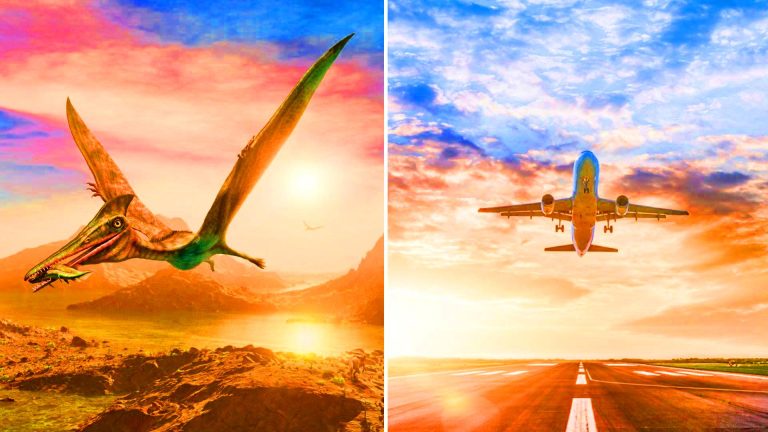 Les os d’un cousin des dinosaures volants pourraient révolutionner l’aviation avec des avions plus légers et plus résistants