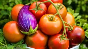Cette avancée génétique promet des tomates et aubergines géantes et juteuses qui redéfiniront notre alimentation