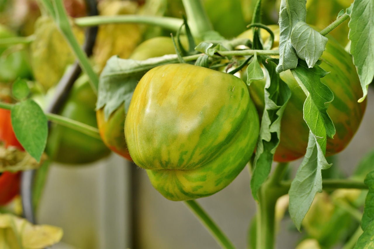 Cette avancée génétique promet des tomates et aubergines géantes et juteuses qui redéfiniront notre alimentation
