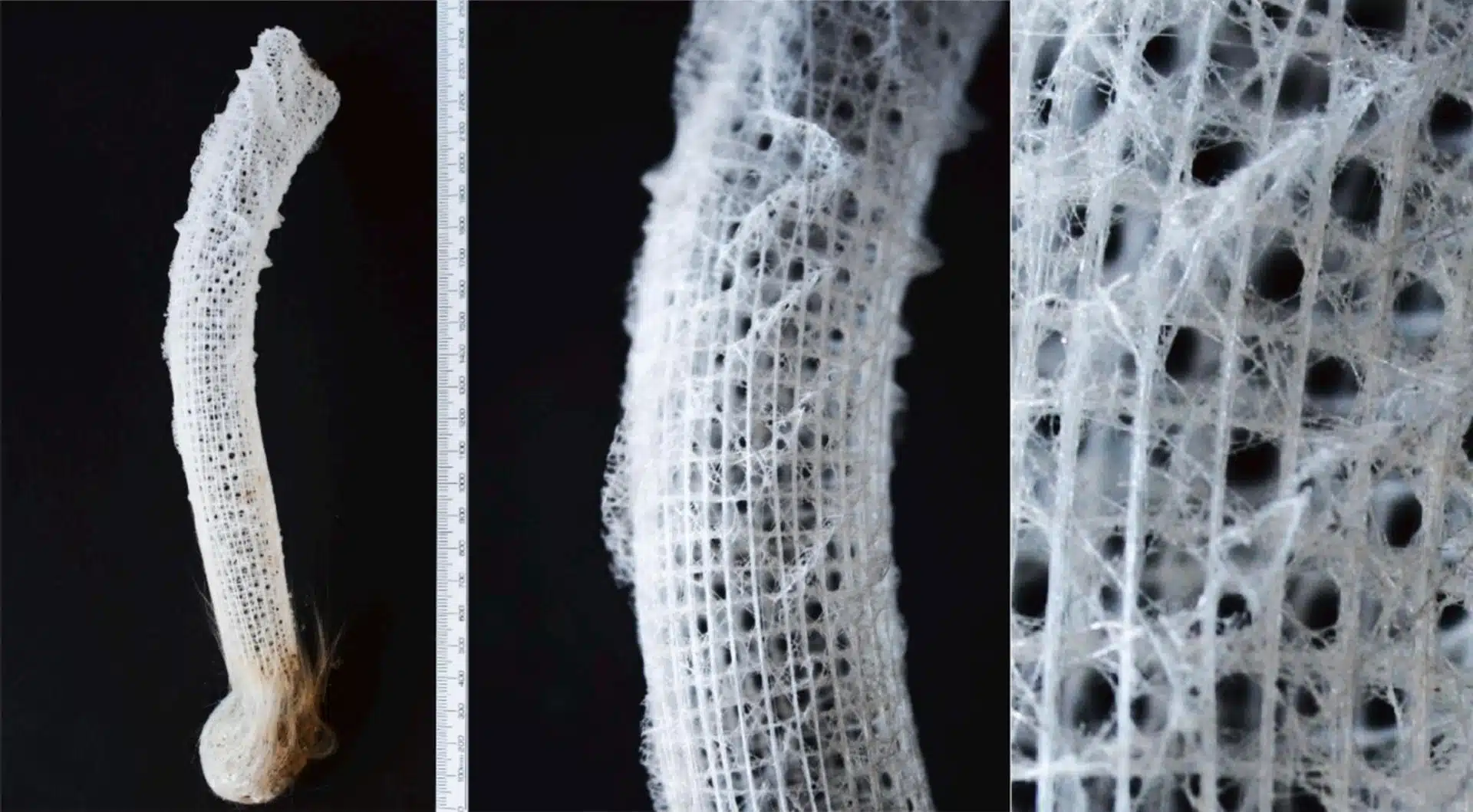 Le tube squelettique complet de l'Euplectella aspergillum (à gauche), avec une vue agrandie mettant en évidence sa structure régulière en forme de treillis, ainsi que le motif alternant de cellules ouvertes et fermées.