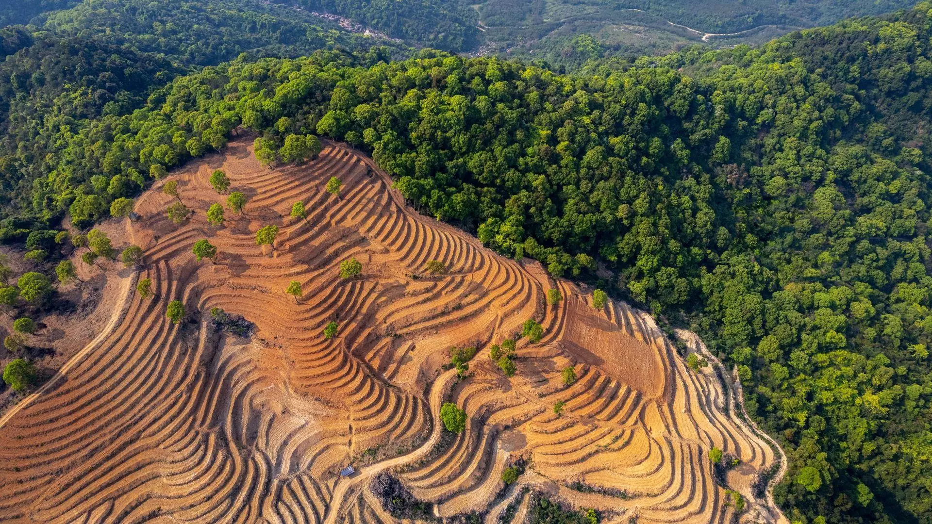 Vue aérienne d'une forêt et d'une colline dénudée où poussent des arbres.