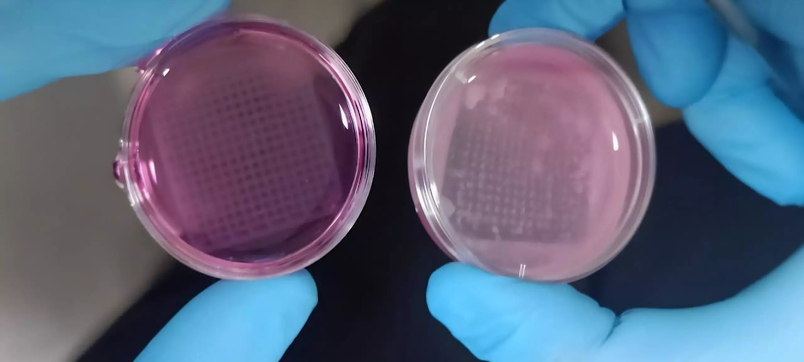 L'image présente une structure imprimée en 3D contenant des kératinocytes humains.