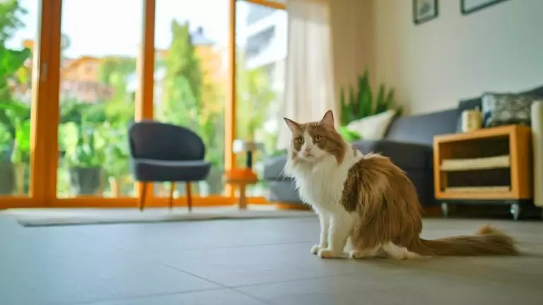 Cette litière géante connectée met fin au calvaire des propriétaires de grands chats : un confort inédit, zéro fuite et une autonomie écologique bluffante Petlux V3: La révolution effrayante des litières automatiques pour chats géants et foyers multi-félins bouleverse le quotidien des propriétaires