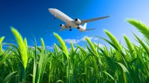 Illustration de switchgrass utilisé comme carburant d'aviation durable (création par IA, illustration non réaliste). Crédit : Ideogram.