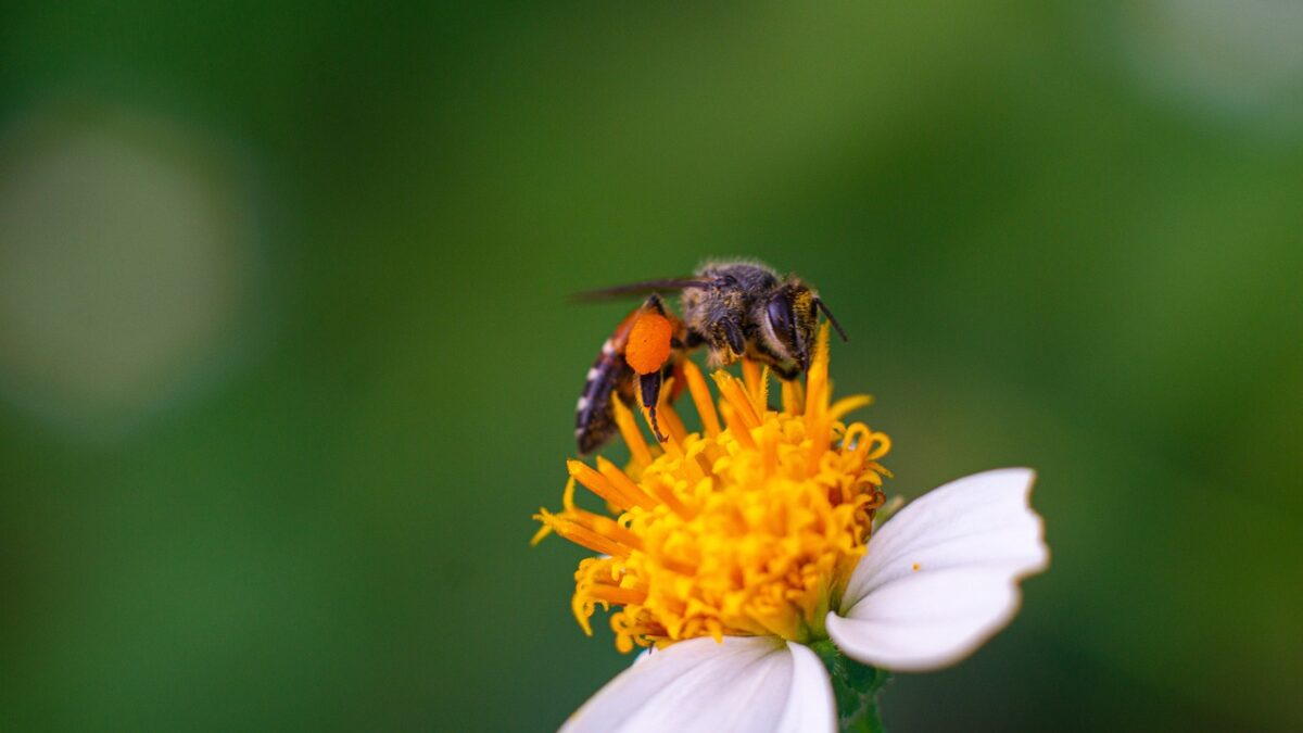 Une abeille posée sur une fleur blanche et jaune, les pattes couvertes de pollen orange, sur un fond vert flou.