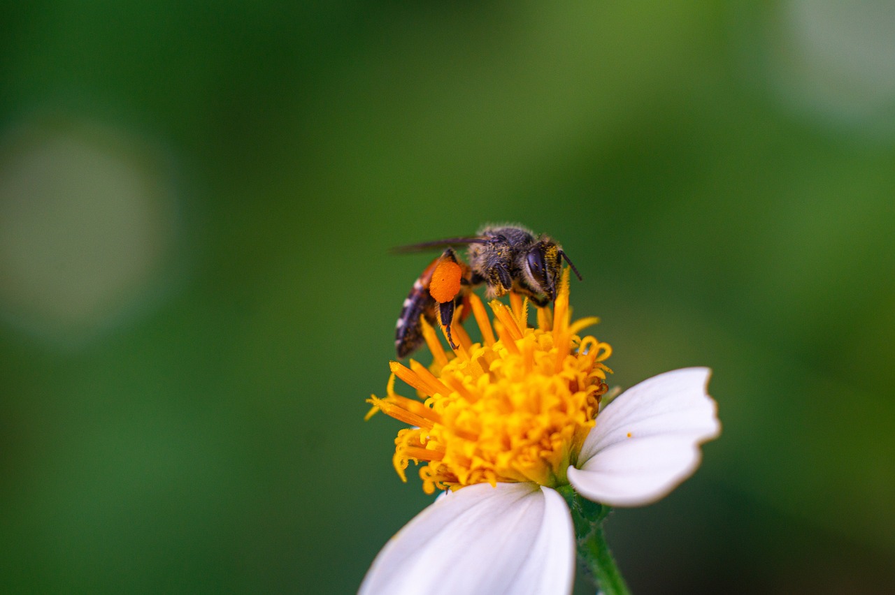 « Ils contrôlent les abeilles par la pensée » : la Chine utilise la puce cérébrale la plus légère du monde pour espionner avec une précision terrifiante