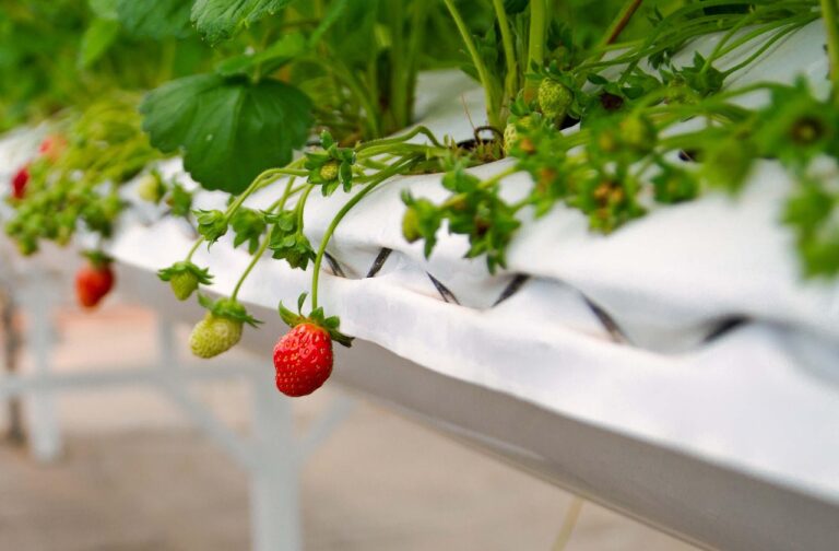 « Ils ont osé faire pousser des fraises dans les airs » : Dyson bouleverse l&rsquo;agriculture moderne avec sa ferme verticale futuriste et écologique
