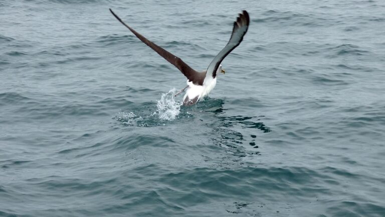 Les drones pourraient « voler indéfiniment » grâce à l&rsquo;albatros, une avancée qui bouleverse l&rsquo;industrie aéronautique et menace l’emploi des pilotes