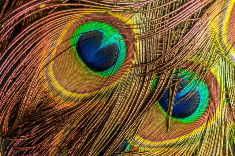 Les paons désormais capables de tirer des lasers selon des scientifiques : « Une découverte qui pourrait bouleverser la science moderne »