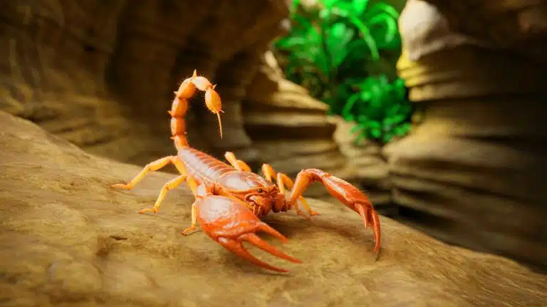 « On dirait des monstres vivants » : quatre créatures surgies des grottes coréennes bouleversent la science et ridiculisent les experts sceptiques Illustration de la découverte de nouvelles espèces de pseudoscorpions en Corée du Sud.