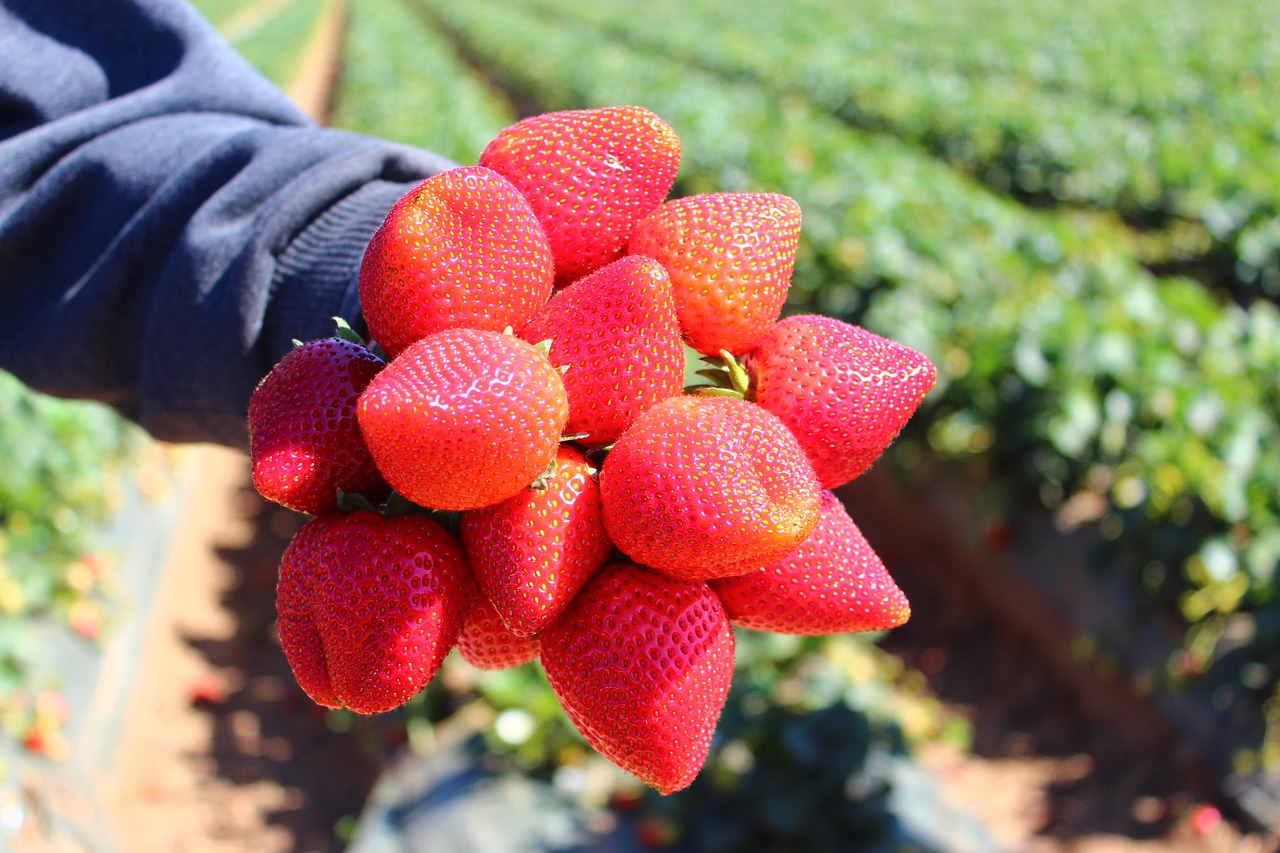 Main qui tient quelques fraises rouges fraîchement cueillies au-dessus des plants