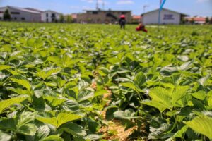 En Alsace, des fraises encore cueillies en octobre inquiètent pour la saison suivante